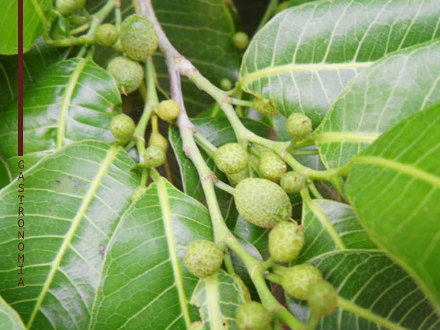 Un árbol mexicano podría solucionar el cambio climático